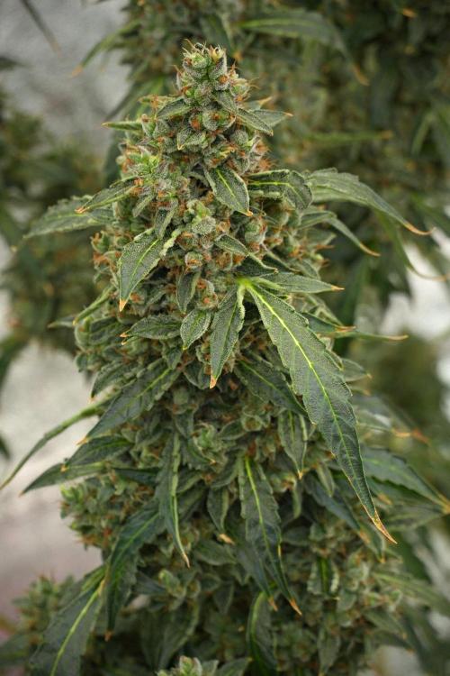 Black Diamond Auto By Zamnesia Pheno A. Week 13 - Black Diamond Auto  Pheno A