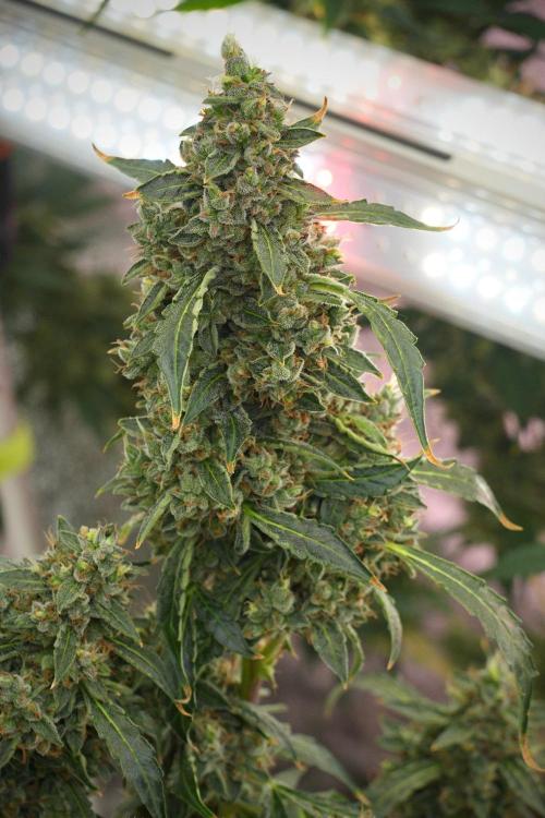 Black Diamond Auto By Zamnesia Pheno A. Week 13 - Black Diamond Auto  Pheno A
