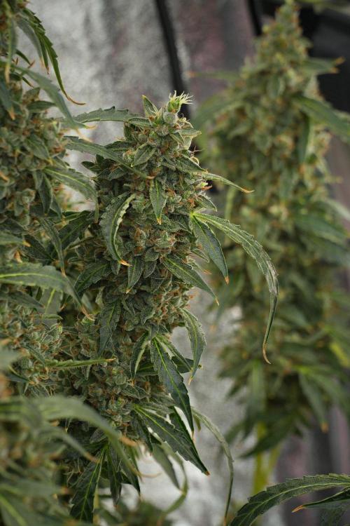 Black Diamond Auto By Zamnesia Pheno A. Week 13 - Black Diamond Auto  Pheno A