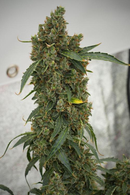Black Diamond Auto By Zamnesia Pheno A. Week 13 - Black Diamond Auto  Pheno A