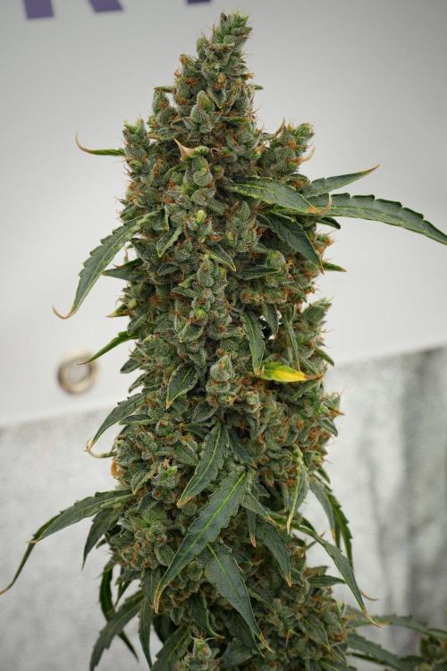 Black Diamond Auto By Zamnesia Pheno A. Week 13 - Black Diamond Auto  Pheno A