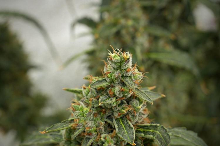 Black Diamond Auto By Zamnesia Pheno A. Week 13 - Black Diamond Auto  Pheno A