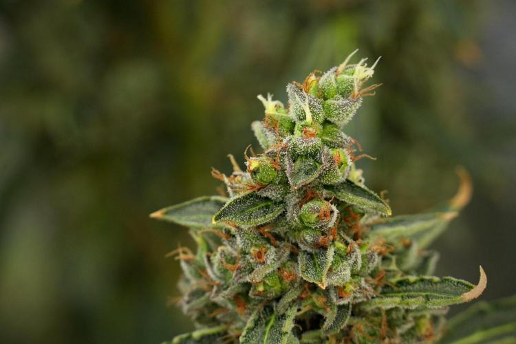 Black Diamond Auto By Zamnesia Pheno A. Week 13 - Black Diamond Auto  Pheno A