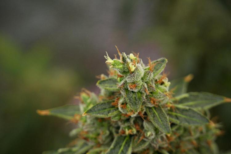 Black Diamond Auto By Zamnesia Pheno A. Week 13 - Black Diamond Auto  Pheno A