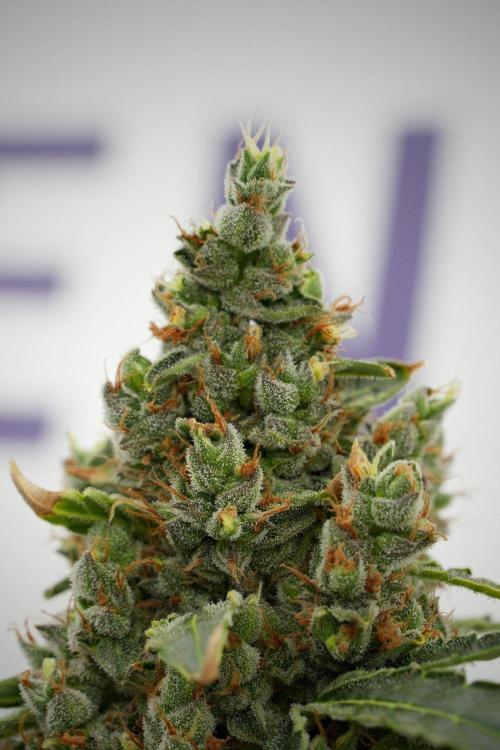 Black Diamond Auto By Zamnesia Pheno A. Week 13 - Black Diamond Auto  Pheno A