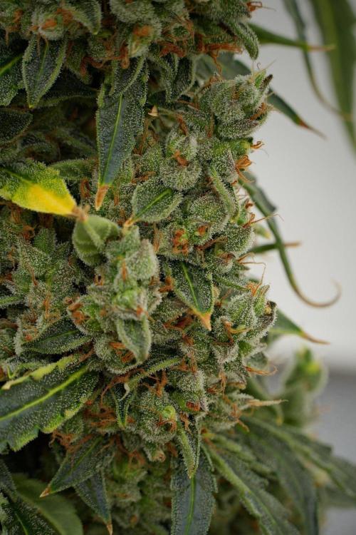Black Diamond Auto By Zamnesia Pheno A. Week 13 - Black Diamond Auto  Pheno A