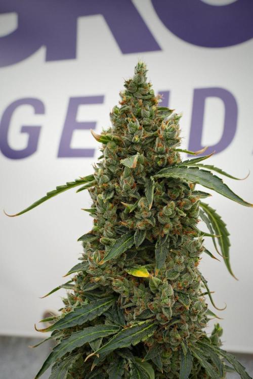 Black Diamond Auto By Zamnesia Pheno A. Week 13 - Black Diamond Auto  Pheno A