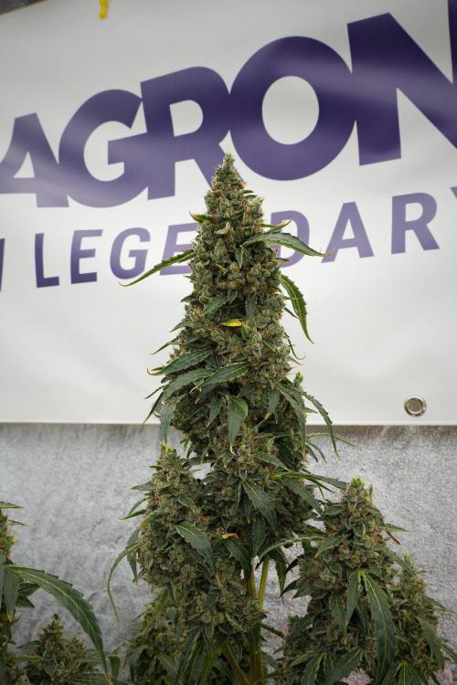 Black Diamond Auto By Zamnesia Pheno A. Week 13 - Black Diamond Auto  Pheno A