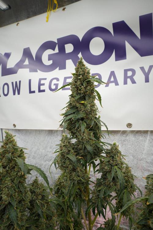 Black Diamond Auto By Zamnesia Pheno A. Week 13 - Black Diamond Auto  Pheno A