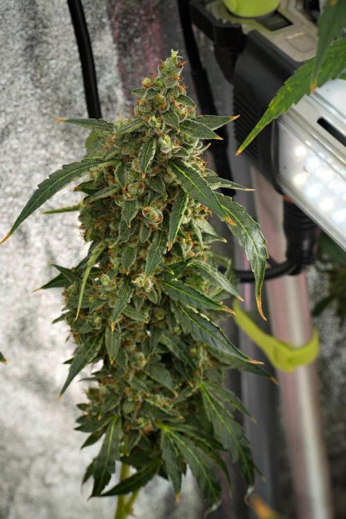 Black Diamond Auto By Zamnesia Pheno A. Week 13 - Black Diamond Auto  Pheno A