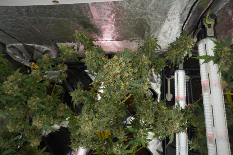Black Diamond Auto By Zamnesia Pheno A. Week 13 - Black Diamond Auto  Pheno A