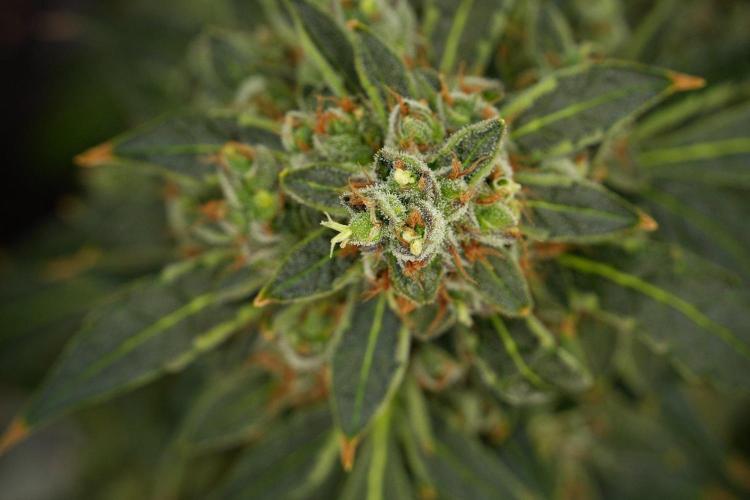 Black Diamond Auto By Zamnesia Pheno A. Week 13 - Black Diamond Auto  Pheno A