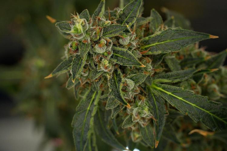 Black Diamond Auto By Zamnesia Pheno A. Week 13 - Black Diamond Auto  Pheno A