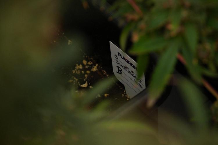 Pheno B Black Diamond Auto By Zamnesia. Week 13 - Pheno B Black Diamond Auto