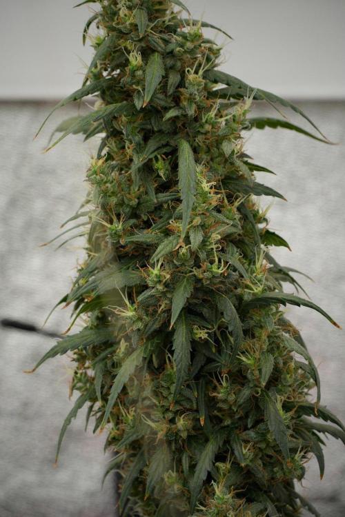 Pheno B Black Diamond Auto By Zamnesia. Week 13 - Pheno B Black Diamond Auto