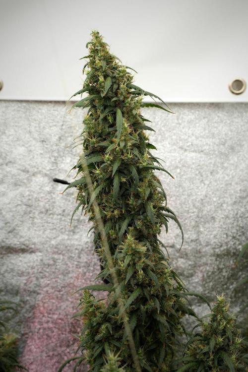 Pheno B Black Diamond Auto By Zamnesia. Week 13 - Pheno B Black Diamond Auto