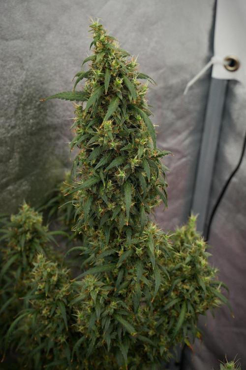 Pheno B Black Diamond Auto By Zamnesia. Week 13 - Pheno B Black Diamond Auto