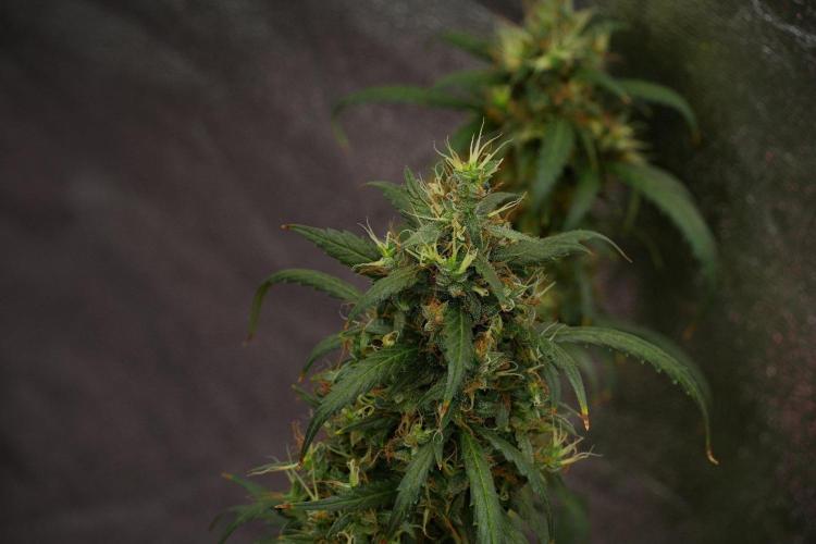 Pheno B Black Diamond Auto By Zamnesia. Week 13 - Pheno B Black Diamond Auto