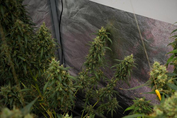 Pheno B Black Diamond Auto By Zamnesia. Week 13 - Pheno B Black Diamond Auto