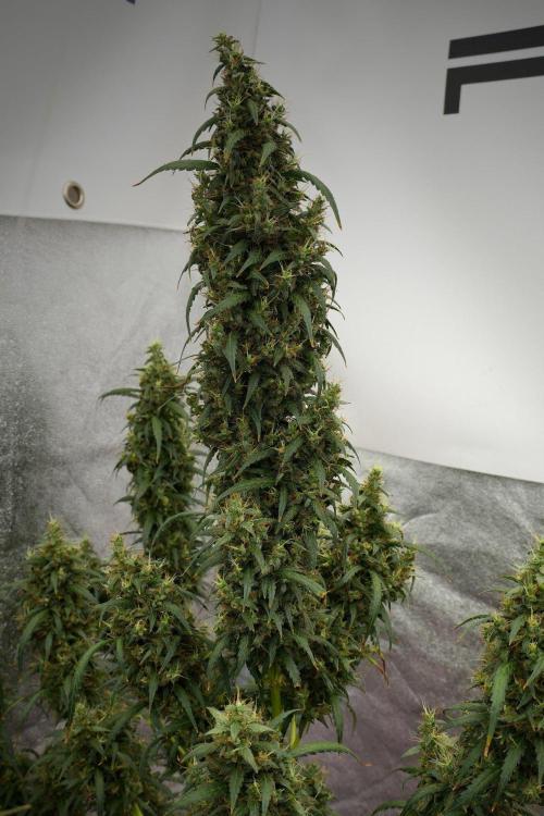 Pheno B Black Diamond Auto By Zamnesia. Week 13 - Pheno B Black Diamond Auto