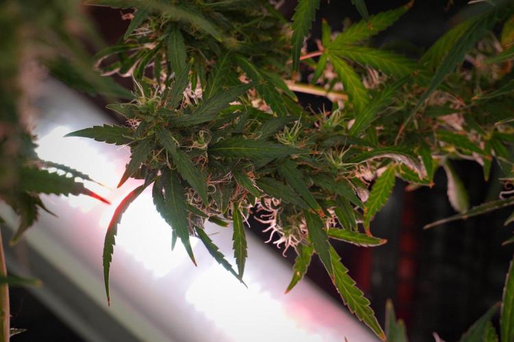 Pheno B Black Diamond Auto By Zamnesia. Week 13 - Pheno B Black Diamond Auto