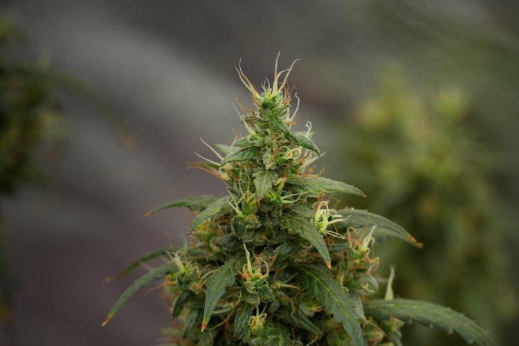 Pheno B Black Diamond Auto By Zamnesia. Week 13 - Pheno B Black Diamond Auto