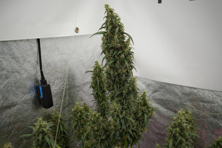 Pheno B Black Diamond Auto By Zamnesia. Week 13 - Pheno B Black Diamond Auto