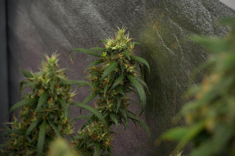 Pheno B Black Diamond Auto By Zamnesia. Week 13 - Pheno B Black Diamond Auto