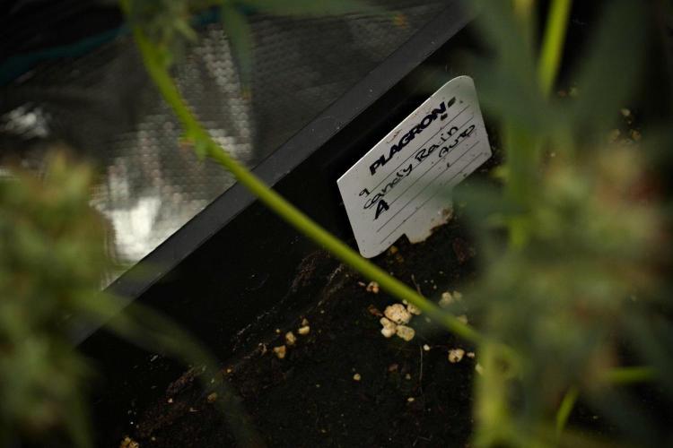 Candy Rain Auto By Zamnesia. Week 13 - Candy Rain Auto 