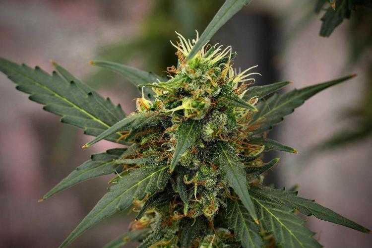 Candy Rain Auto By Zamnesia. Week 13 - Candy Rain Auto 