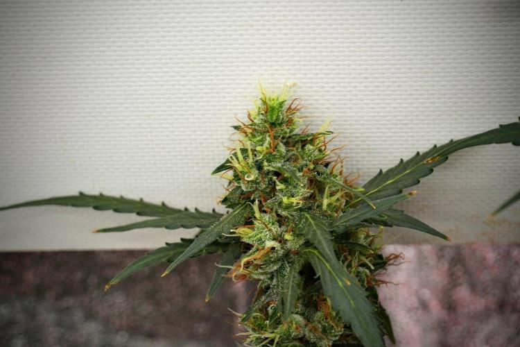 Candy Rain Auto By Zamnesia. Week 13 - Candy Rain Auto 