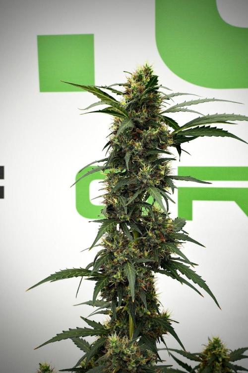 Candy Rain Auto By Zamnesia. Week 13 - Candy Rain Auto 