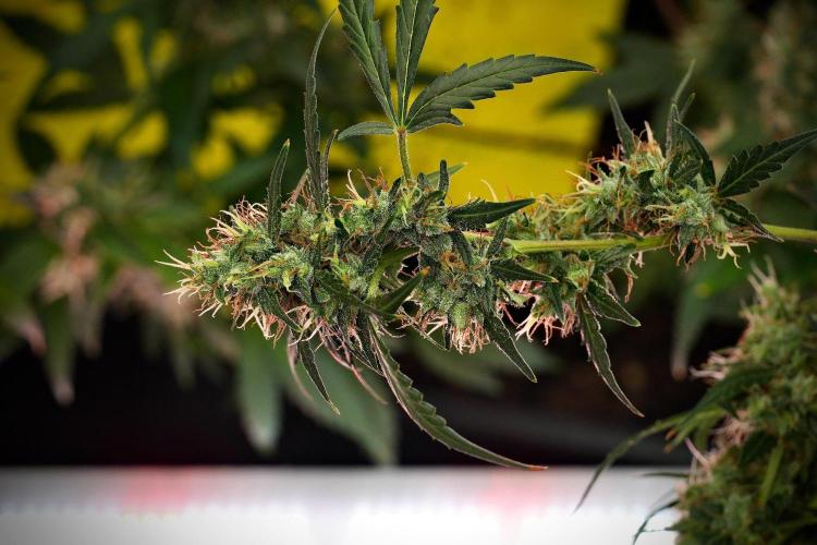 Candy Rain Auto By Zamnesia. Week 13 - Candy Rain Auto 