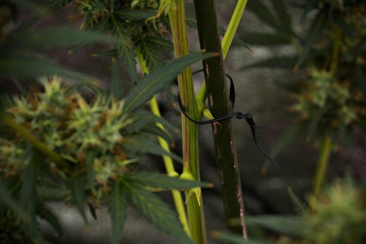 Candy Rain Auto By Zamnesia. Week 13 - Candy Rain Auto 