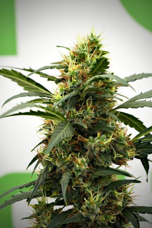 Candy Rain Auto By Zamnesia. Week 13 - Candy Rain Auto 