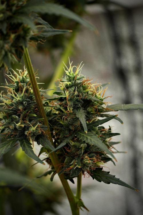Candy Rain Auto By Zamnesia. Week 13 - Candy Rain Auto 