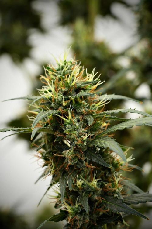 Candy Rain Auto By Zamnesia. Week 13 - Candy Rain Auto 