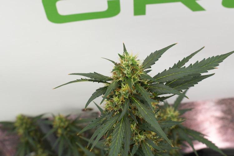 Candy Rain Auto By Zamnesia. Week 13 - Candy Rain Auto 