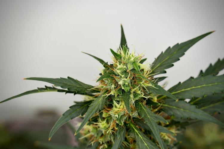 Candy Rain Auto By Zamnesia. Week 13 - Candy Rain Auto 