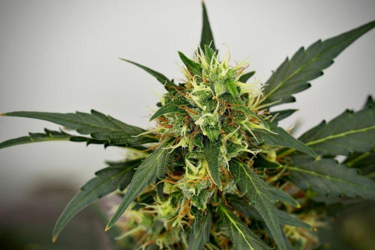 Candy Rain Auto By Zamnesia. Week 13 - Candy Rain Auto 