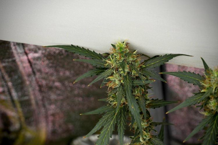 Candy Rain Auto By Zamnesia. Week 13 - Candy Rain Auto 