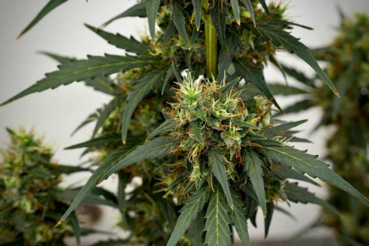 Candy Rain Auto By Zamnesia. Week 13 - Candy Rain Auto 