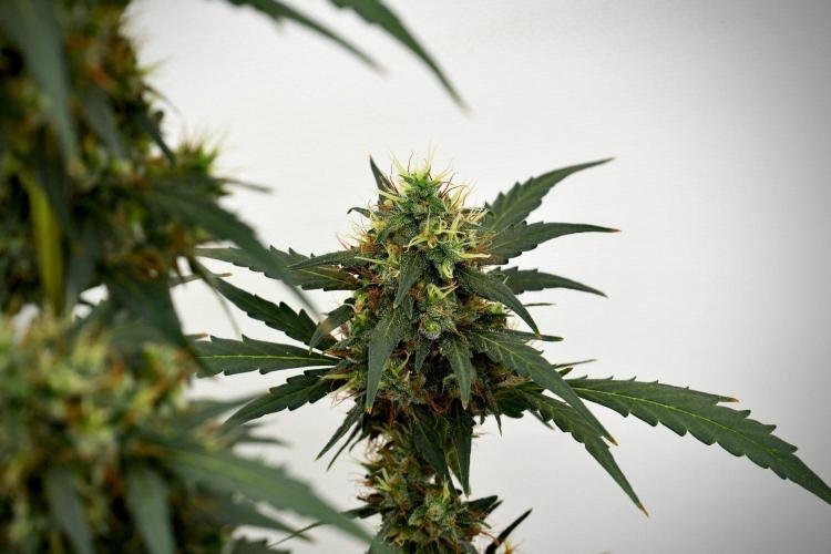 Candy Rain Auto By Zamnesia. Week 13 - Candy Rain Auto 