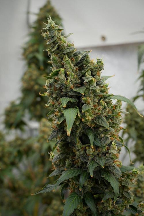 Frosted Guava Auto By Zamnesia Pheno A. Week 13 - Frosted Guava Auto  Pheno A 