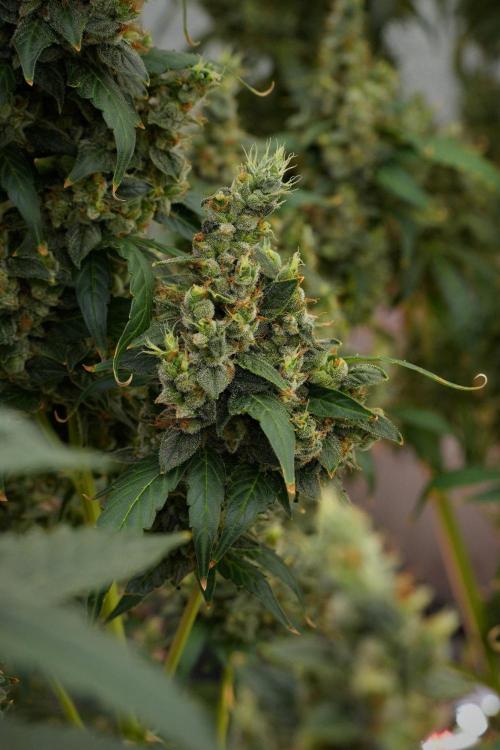 Frosted Guava Auto By Zamnesia Pheno A. Week 13 - Frosted Guava Auto  Pheno A 