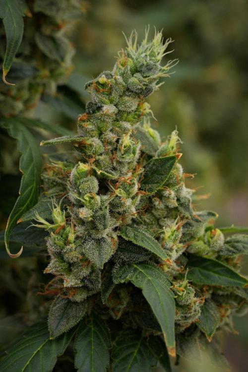 Frosted Guava Auto By Zamnesia Pheno A. Week 13 - Frosted Guava Auto  Pheno A 