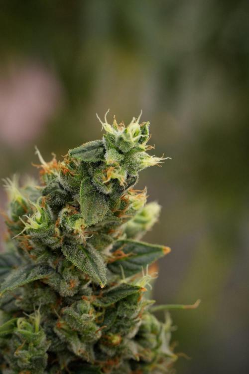 Frosted Guava Auto By Zamnesia Pheno A. Week 13 - Frosted Guava Auto  Pheno A 
