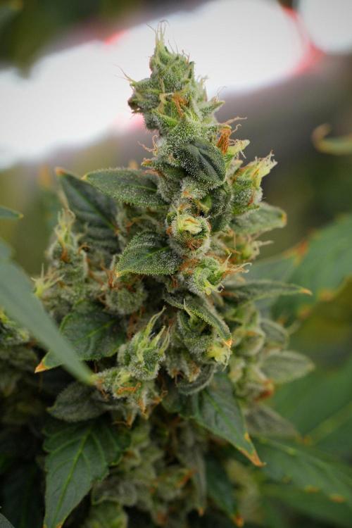 Frosted Guava Auto By Zamnesia Pheno A. Week 13 - Frosted Guava Auto  Pheno A 