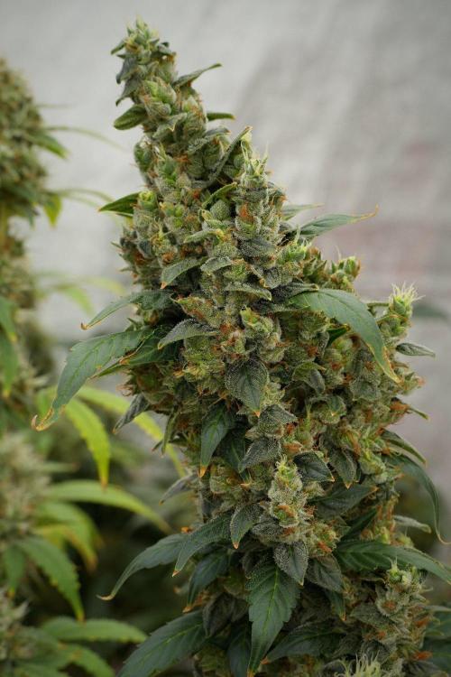 Frosted Guava Auto By Zamnesia Pheno A. Week 13 - Frosted Guava Auto  Pheno A 