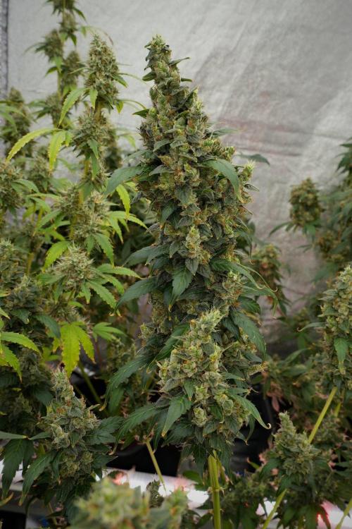 Frosted Guava Auto By Zamnesia Pheno A. Week 13 - Frosted Guava Auto  Pheno A 